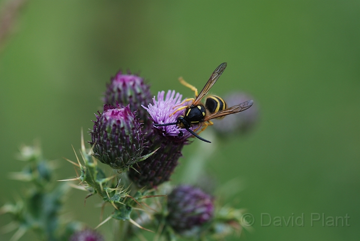 Tree wasp - A.JPG - Tree wasp - Cleeve Hill